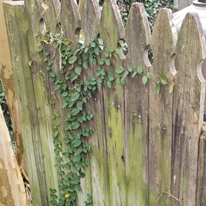 Wooden fence with plants and flowers